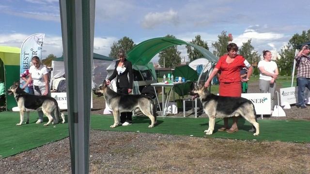 Сравнение класса чемпионов