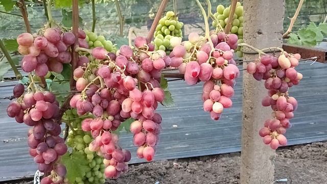 Виноград Кузьмич и Ароматика (Калугин В. М.) 10.08.25г.виноградник Король В.Н. г.Краснодар