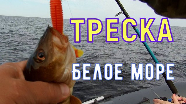 ТРЕСКА /Рыбалка на Белом море