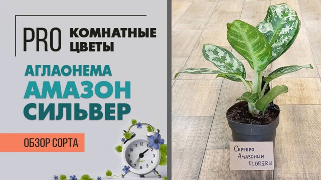 Аглаонема Амазон Сильвер - обзор сорта | Серебряная амазонка