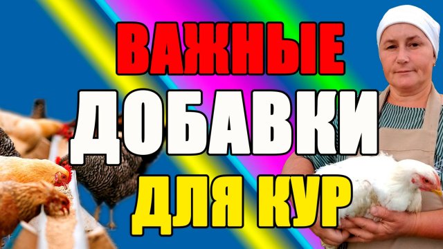 ВАЖНЫЕ добавки для оперения кур. Как ПОМОЧЬ курам после линьки.