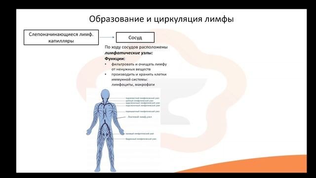 Видео-лекция №2.7 Лимфа