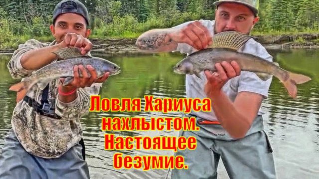Ловля Хариуса нахлыстом. Настоящее безумие.