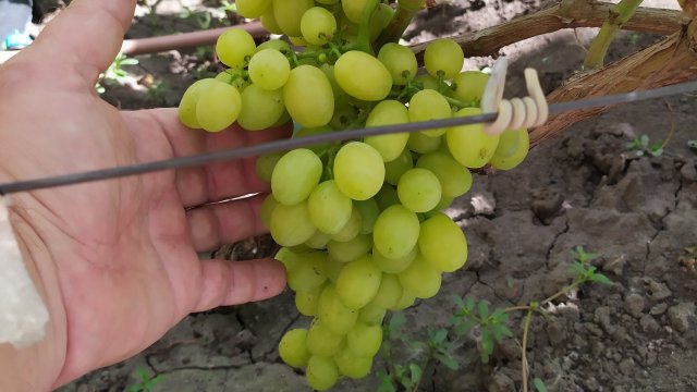 ФИШКА  -  очень ранний вкуснейший МУСКАТ!!!