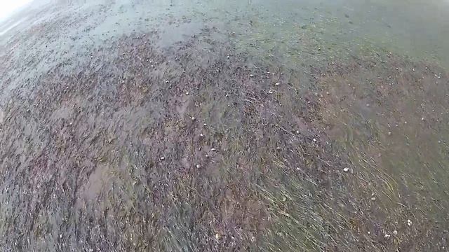 Прогулка по отливу