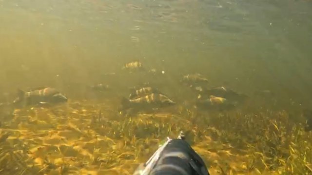ВОТ ЭТО УДАЧА😱😱. Встретил ОГРОМНЫЕ СТАИ САЗАНОВ на Подволной Охоте в протоках ВОЛГИ