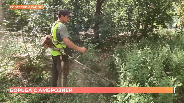 В Ростове продолжается борьба с амброзией