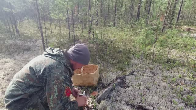 НАШЁЛ БЕЛЫЕ ГРИБЫ. ПОХОД ЗА ГРИБАМИ. СБОР ЛЕСНЫХ ГРИБОВ. ТИХАЯ ОХОТА В КАРЕЛИИ. МНОГО РАЗНЫХ ГРИБОВ.
