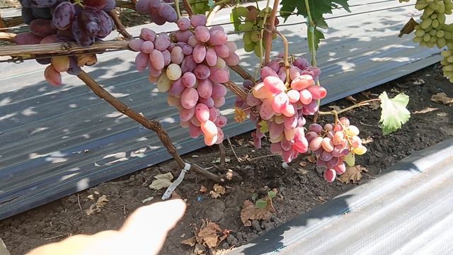 Виноград ФРИНА (Донское казачество) 20.08.25г.виноградник Король В.Н. г.Краснодар