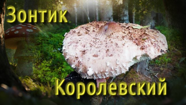 По грибы 20 августа 2025 года