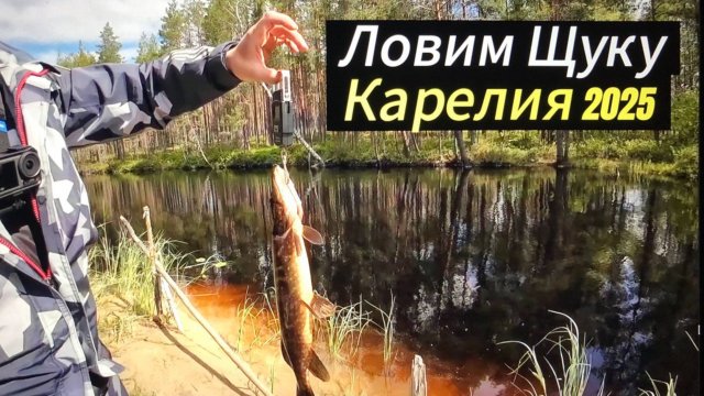 Карелия 2025 Июль . Раздача на озере и речке . Окунь и Щука . Рыбалка на спиннинг .
