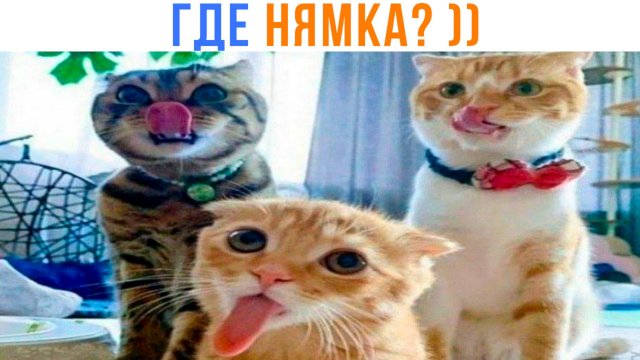 ОТДАВАЙ НЯМКУ! ))) Приколы | Мемозг 1652