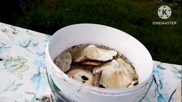 С ногами совсем плохо/в Сибири всё благоухает