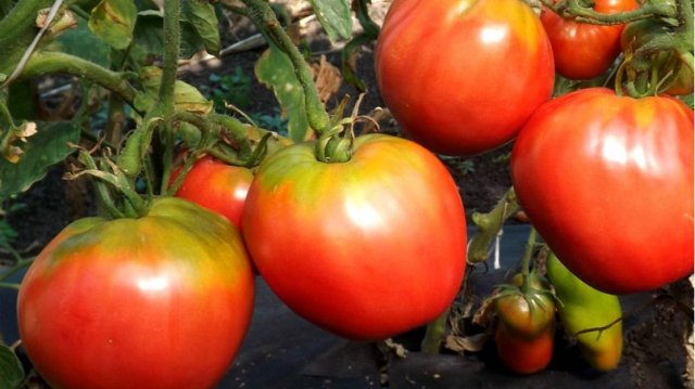 Сорта томатов, которые фитофтора обходит стороной