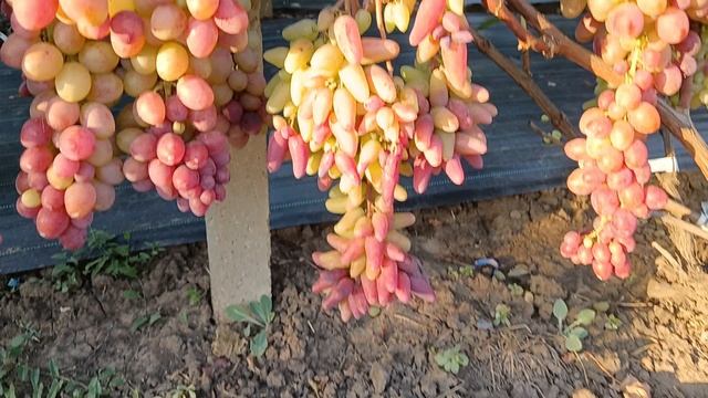 Виноград Аметист (Худолей А.) 21.08.25г.виноградник Король В. Н. г.Краснодар Slava.King2007@mail. ru