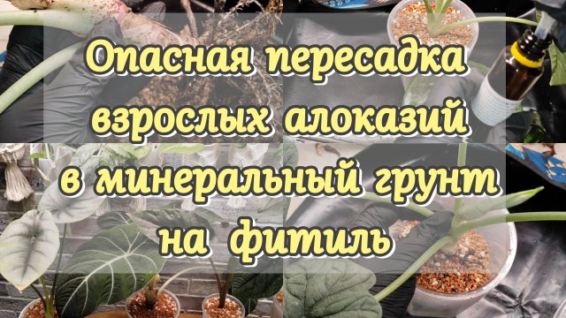 ОПАСНАЯ пересадка ВЗРОСЛЫХ АЛОКАЗИЙ в МИНЕРАЛЬНЫЙ грунт на фитиль