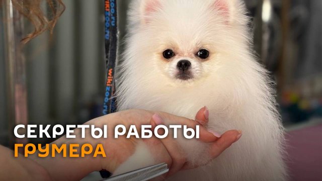Профессия - грумер: как стригут четвероногих клиентов в минских салонах