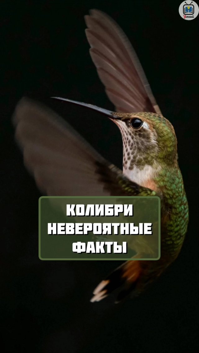Интересные факты о колибри #птицы #животные #факты