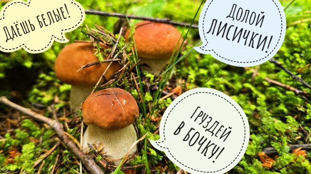 В лес за белыми грибами! Лесная АСМР прогулочка. Опять про выкручивание и срезку грибов