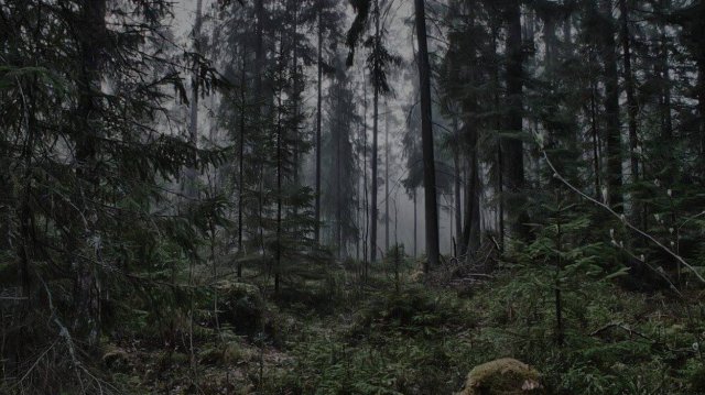 В ТАЙГЕ. истории ПРО Сибирскую. ТАЙГУ