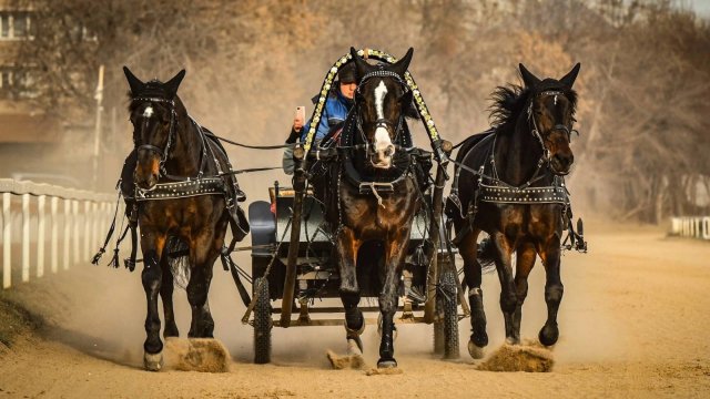 АНДРЕЕВА МАРИЯ ВАЛЕНТИНОВНА "КОННЫЙ ДВОР ТРОИЦКОЕ"