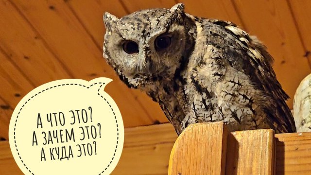 Ошейниковые совы Одуванчик и Лютик впервые в жизни увидели живую мышь
