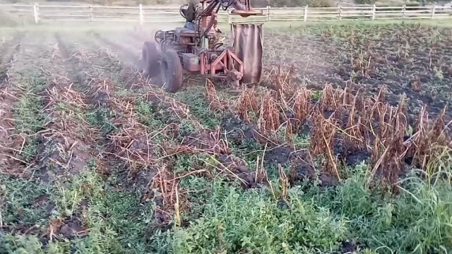 СМТ Скорпион в работе. Скашивание картофельной ботвы.