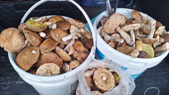 За грибами в лес сходили отлично