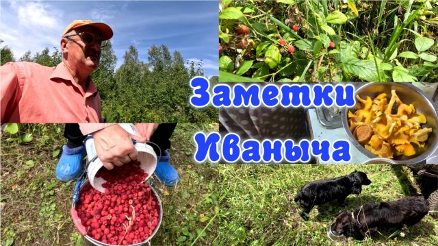 Малиновый выпуск, а впереди грибалка