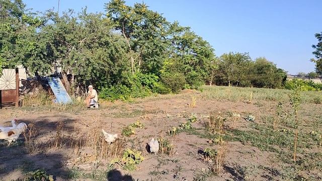 Птичий двор. Отец детей принял. Жизнь на пенсии.