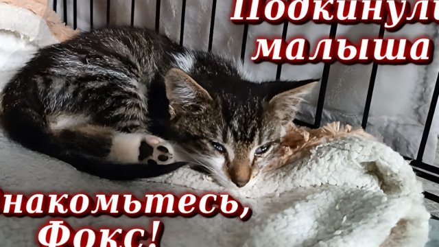 Подкинули малыша. Знакомьтесь Фокс.