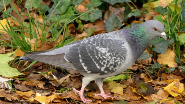 🍂🍁🍂 Лучшие Песни ܓ  "Здравствуй"  осень! 🕊🍁 Исп. Павел Соколов. 🍁 🍃🍁