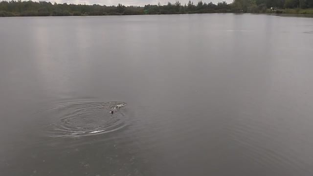 1000033906.mp4