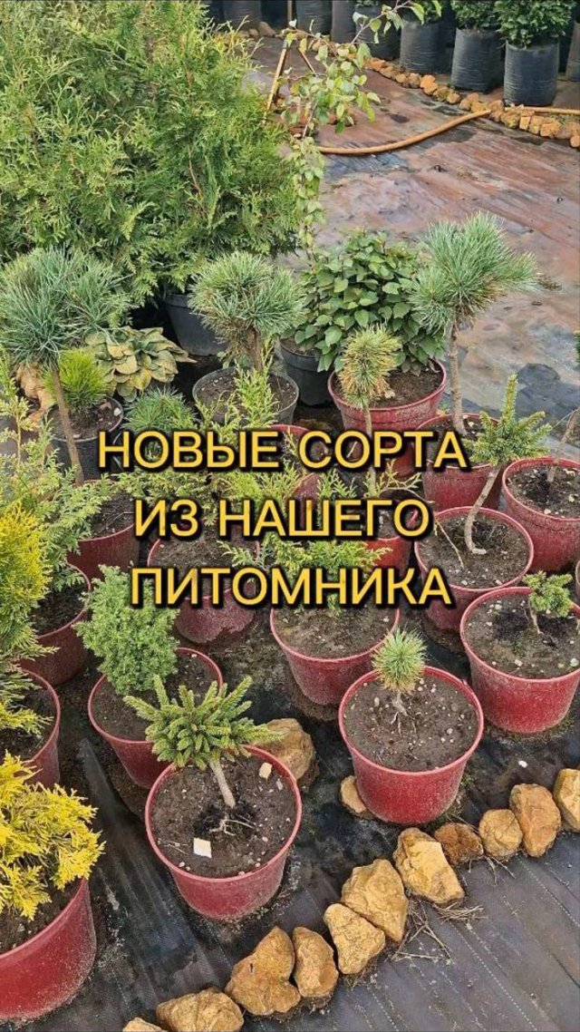 Новые сорта из нашего питомника