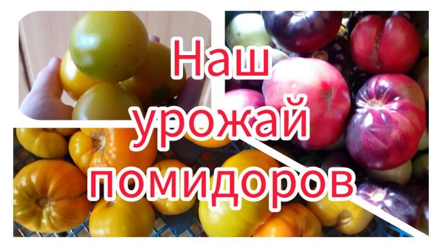 Наш урожай помидоров