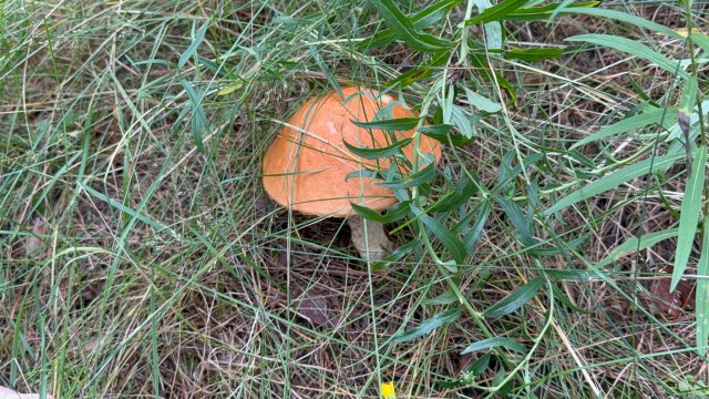 Сбор Грибов 22.08.2025 г. 🍄🟫 Курская область Курский район 🍄🟫