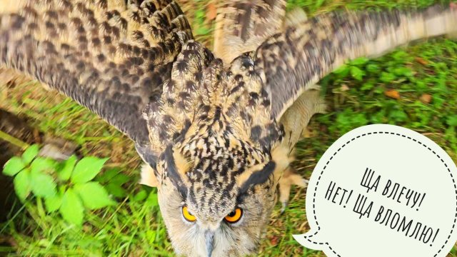 Утренние дела кошки Морошки. Сова Ёль выгоняет меня из вольера. Пёс Кубик угощается мороженым