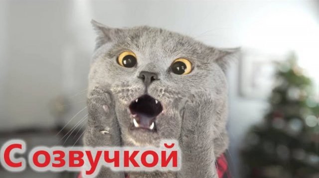ПРИКОЛЫ С КОТАМИ! Самая смешная озвучка животных! Засмеялся проиграл