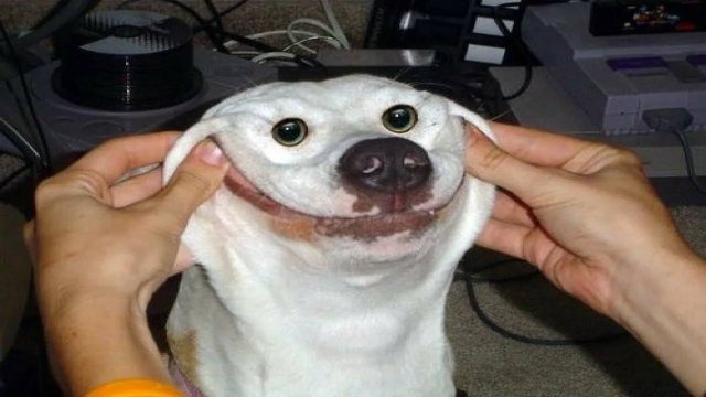 ПРИКОЛЫ С ЖИВОТНЫМИ ДО СЛЕЗ #158 Смешные КОТЫ И СОБАКИ  Приколы