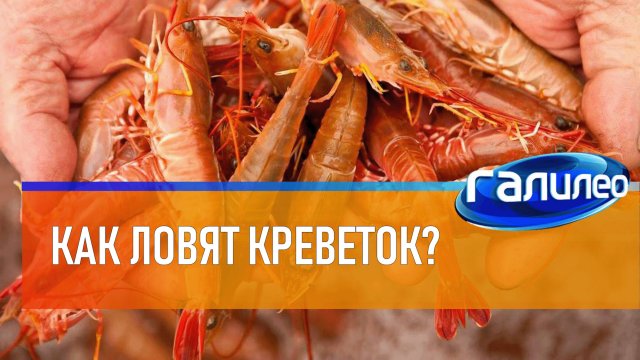 Галилео 🦐 Как ловят креветок?