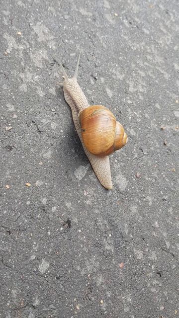 Улитка🐌