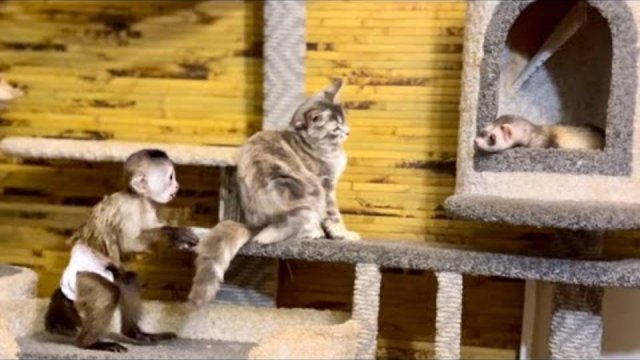 Финик уже понемногу начинает ВЛИВАТЬСЯ В ИГРУ с Моной и Лориком!