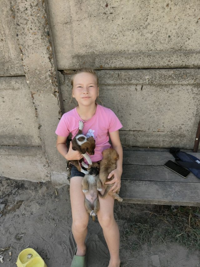 собачонки щенки