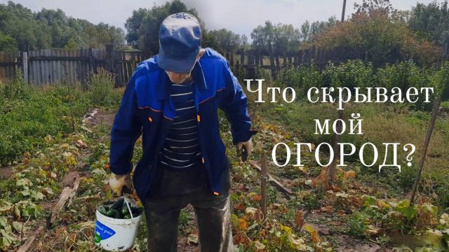 Сбор урожая огурцов