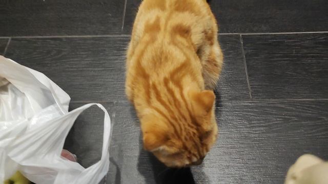 Симбульке гостинцы от жениха😸🐱