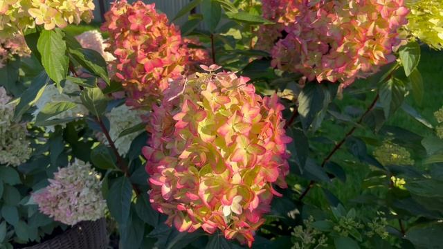 Нереальной красоты метельчатая гортензия  Металлика (Hydrangea Metallica)