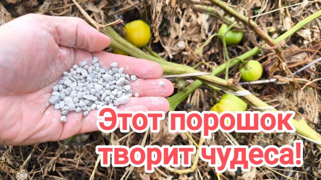 Посыпаю ботву этим порошком и она расползается на глазах! УДОБРЕНИЯ И ПРЕПАРАТЫ БОЛЬШЕ НЕ ПОКУПАЙТЕ!