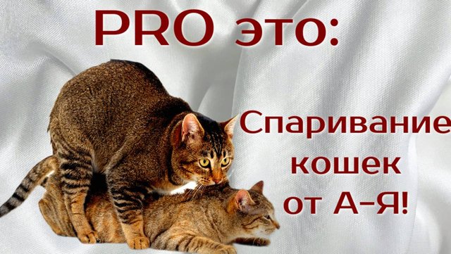 Мур-мур-мур, какой амур: Спаривание кошек A-Я!