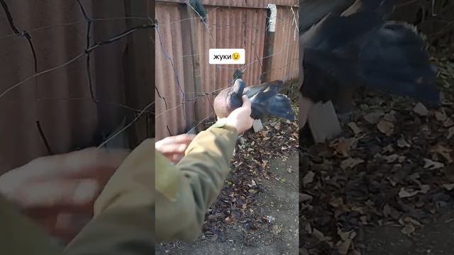 г. Мариуполь жуки