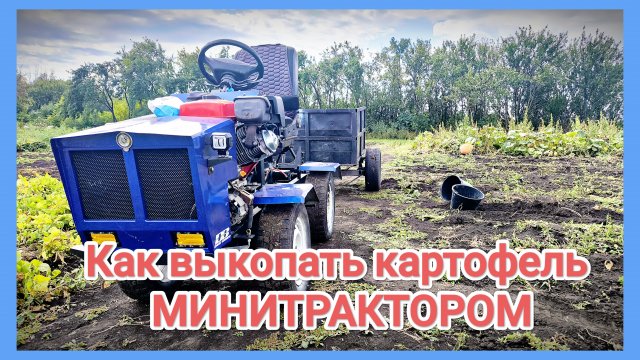 как выкопать КАРТОФЕЛЬ МИНИТРАКТОРОМ